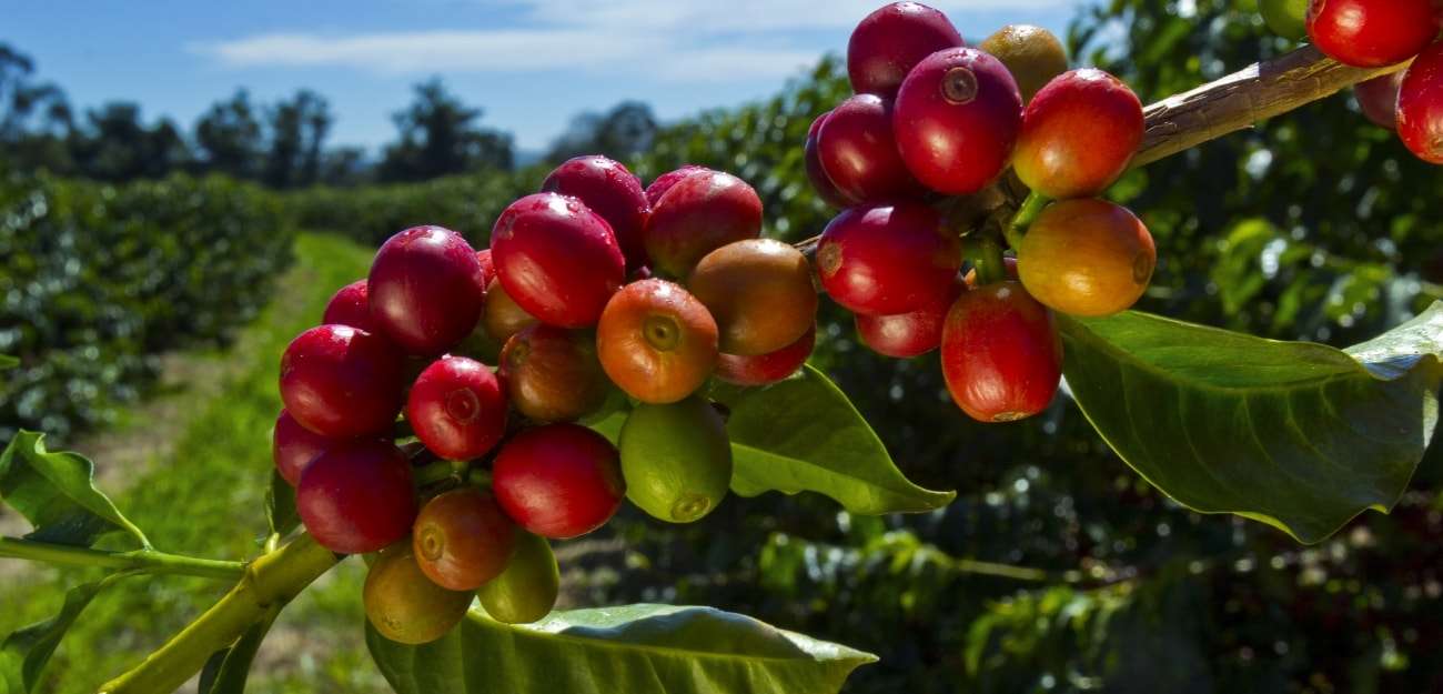 Il caffè dei 70 anni!