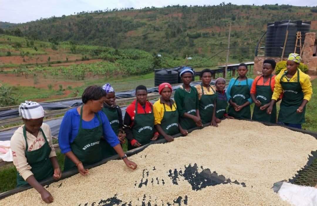 A coffee pearl grown by women in Rwanda: the Nova Cafè Des Mamas