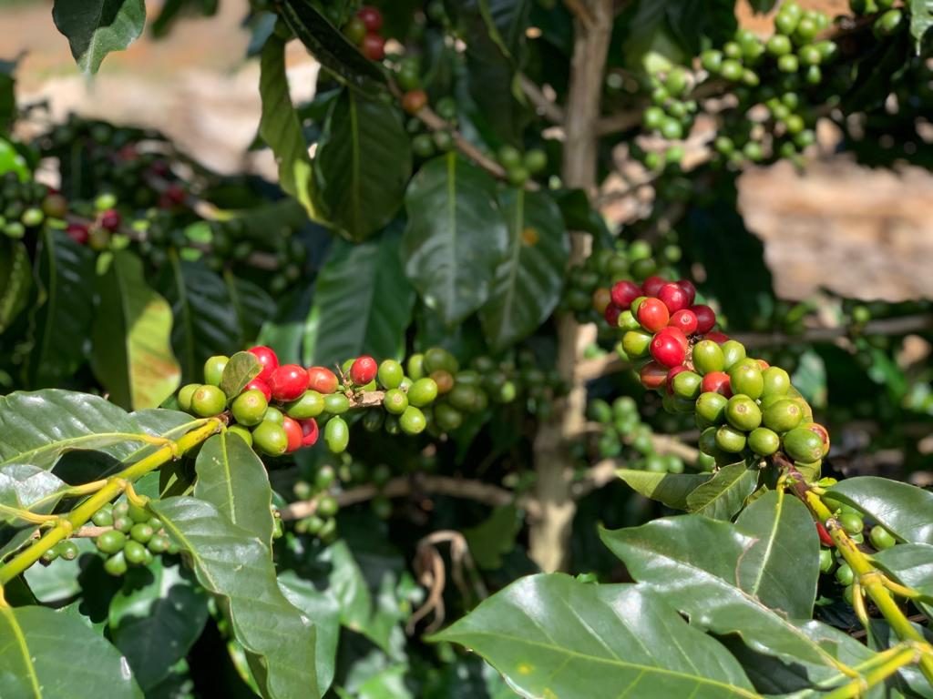 Coffee Cherries in Brazil