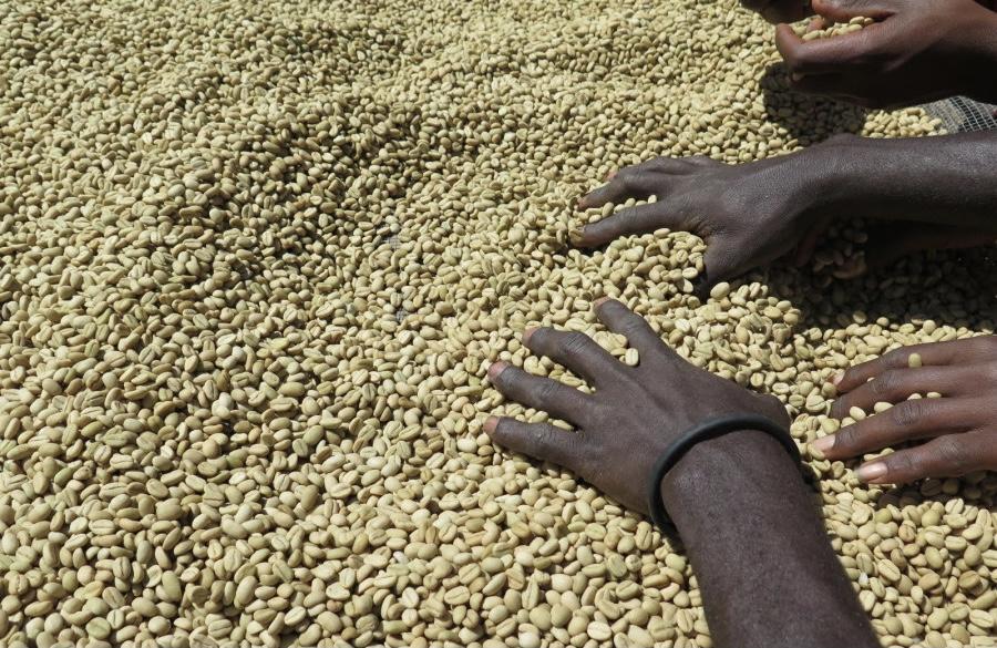 Washed Coffee from Ethiopia