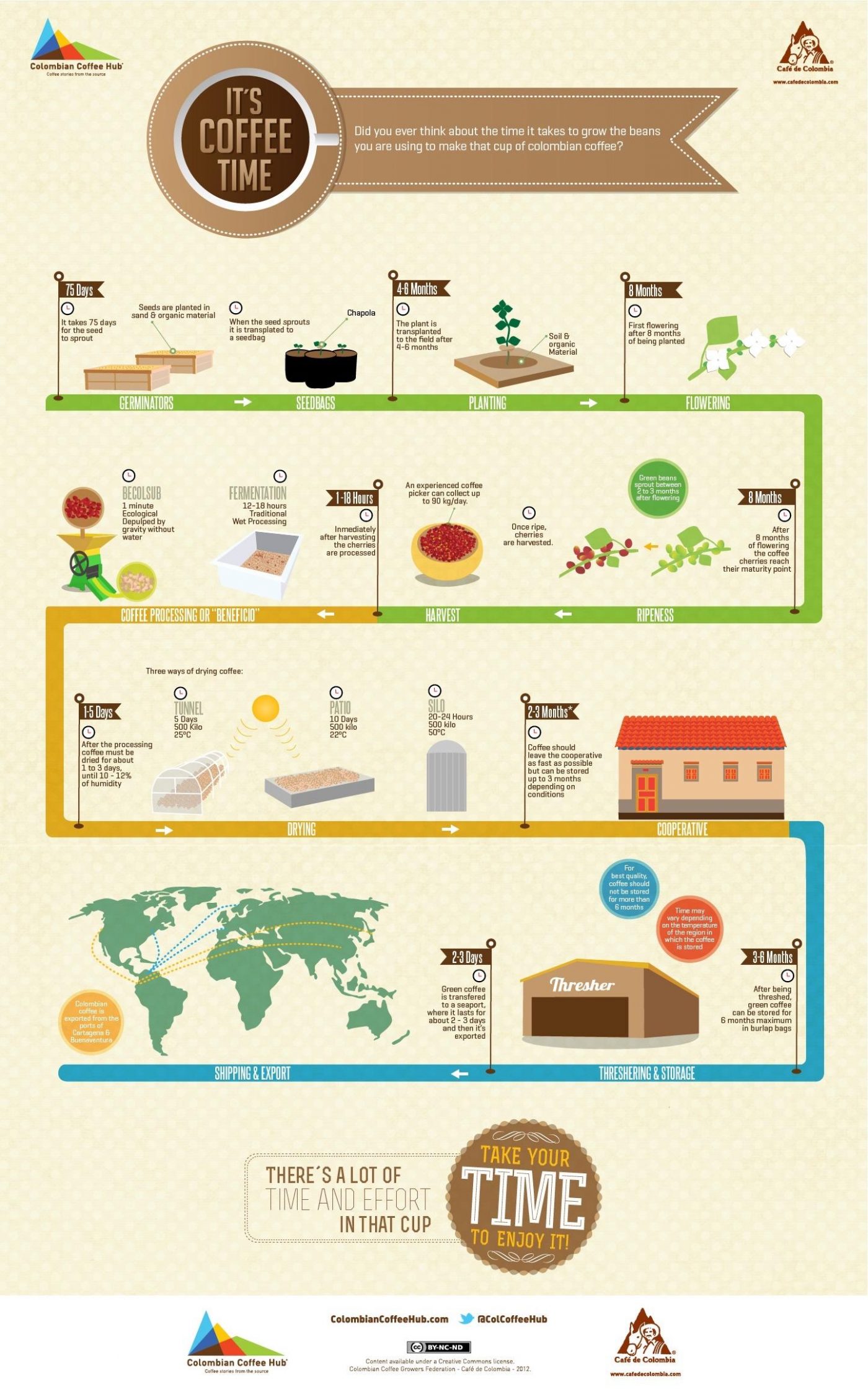 THE LIFE CYCLE OF COFFEE, FROM BEAN TO CUP