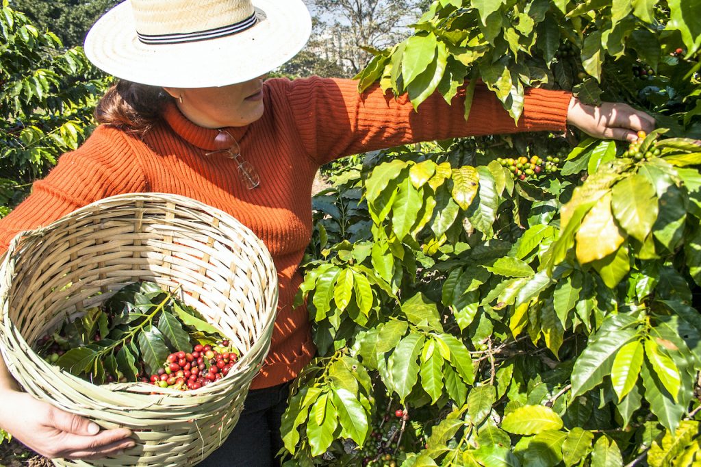 THE LIFE CYCLE OF COFFEE, FROM BEAN TO CUP