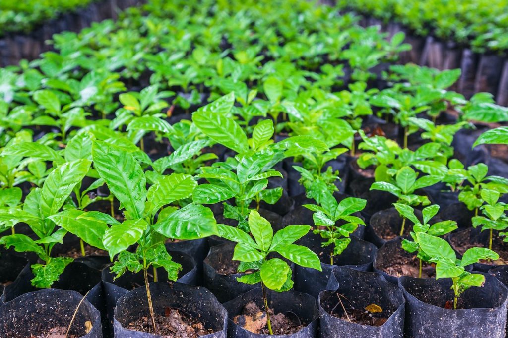 THE LIFE CYCLE OF COFFEE, FROM BEAN TO CUP