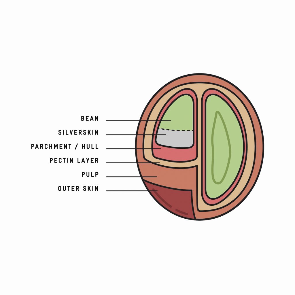 Raw coffee processing methods