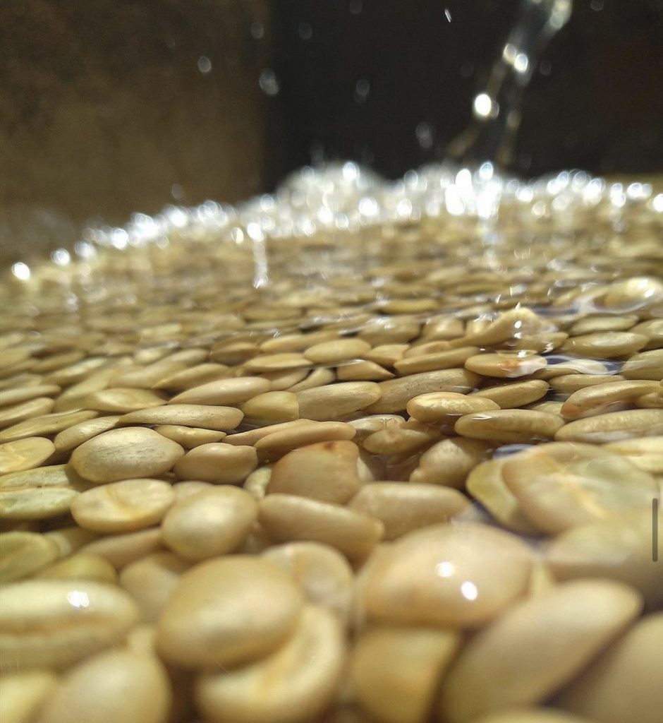 Raw coffee processing methods