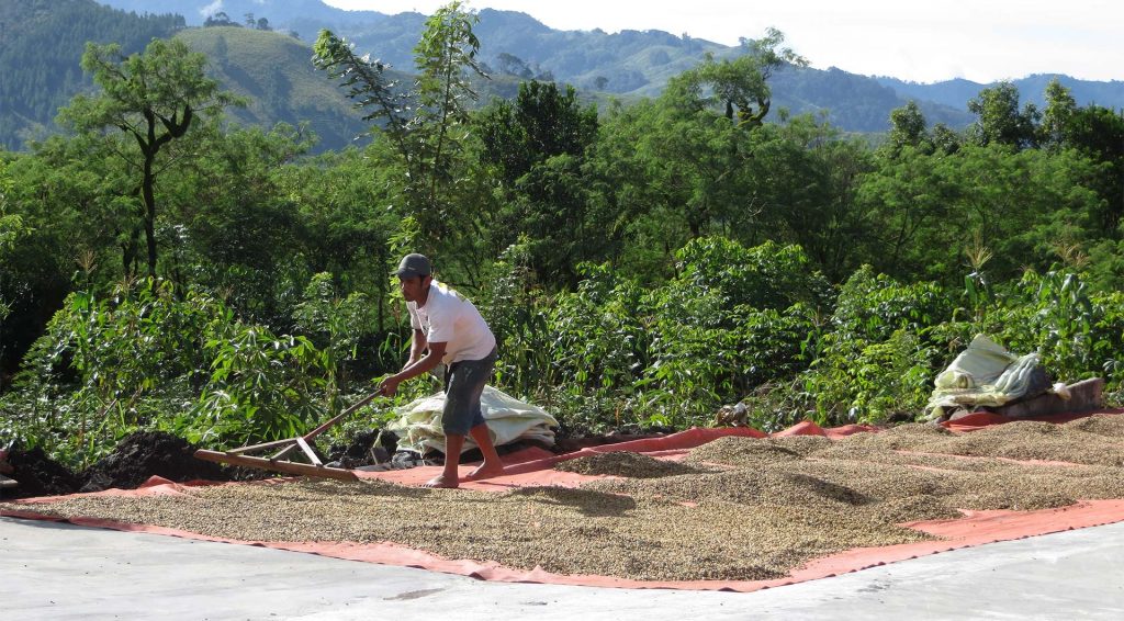 Raw coffee processing methods