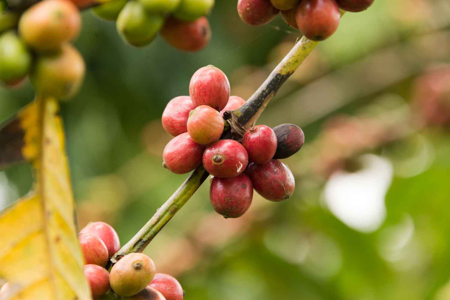 Discovering Coffees from Uganda