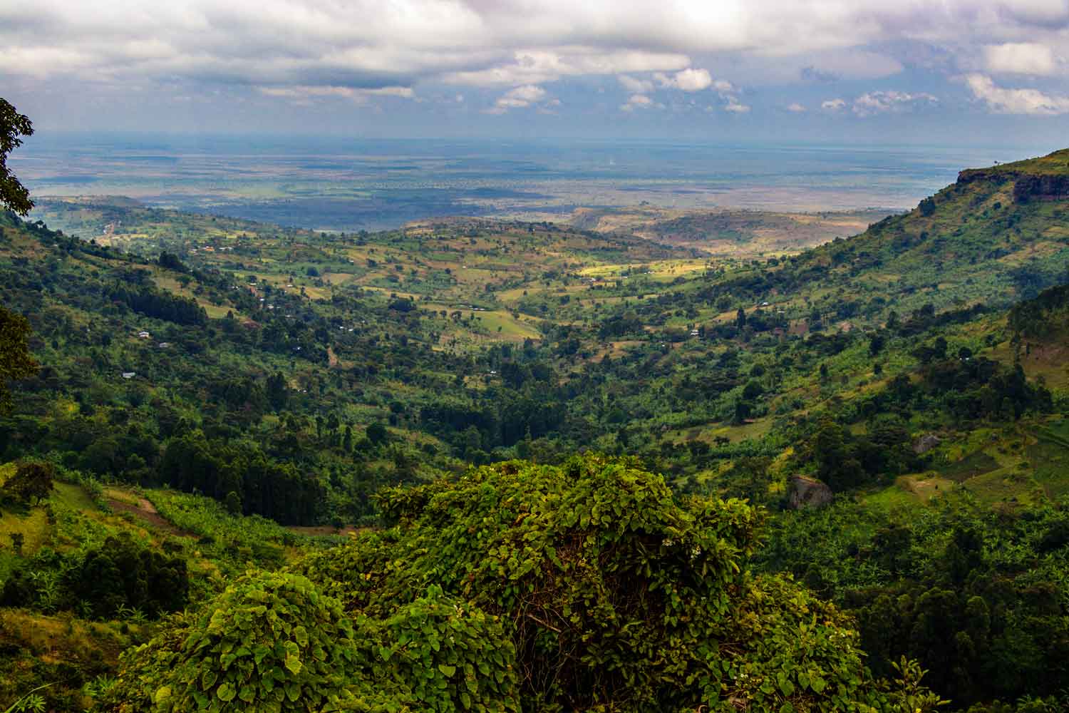 Discovering Coffees from Uganda