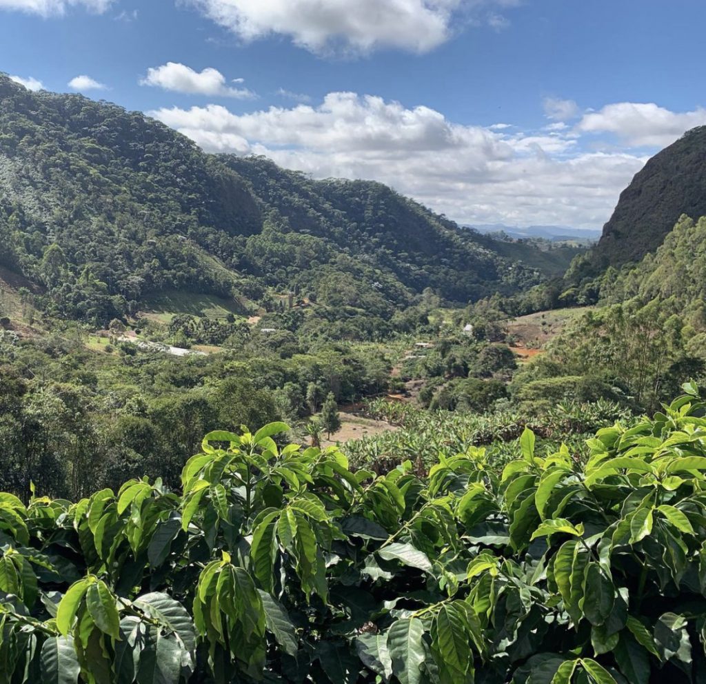 A trip to Brazil, looking for the best coffees!