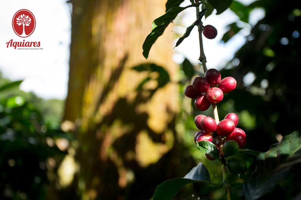 Aquiares, the research institute at the center of Arabica’s paradise.