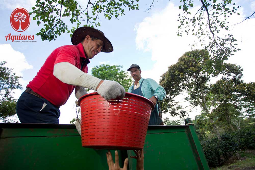 Aquiares, the research institute at the center of Arabica’s paradise.