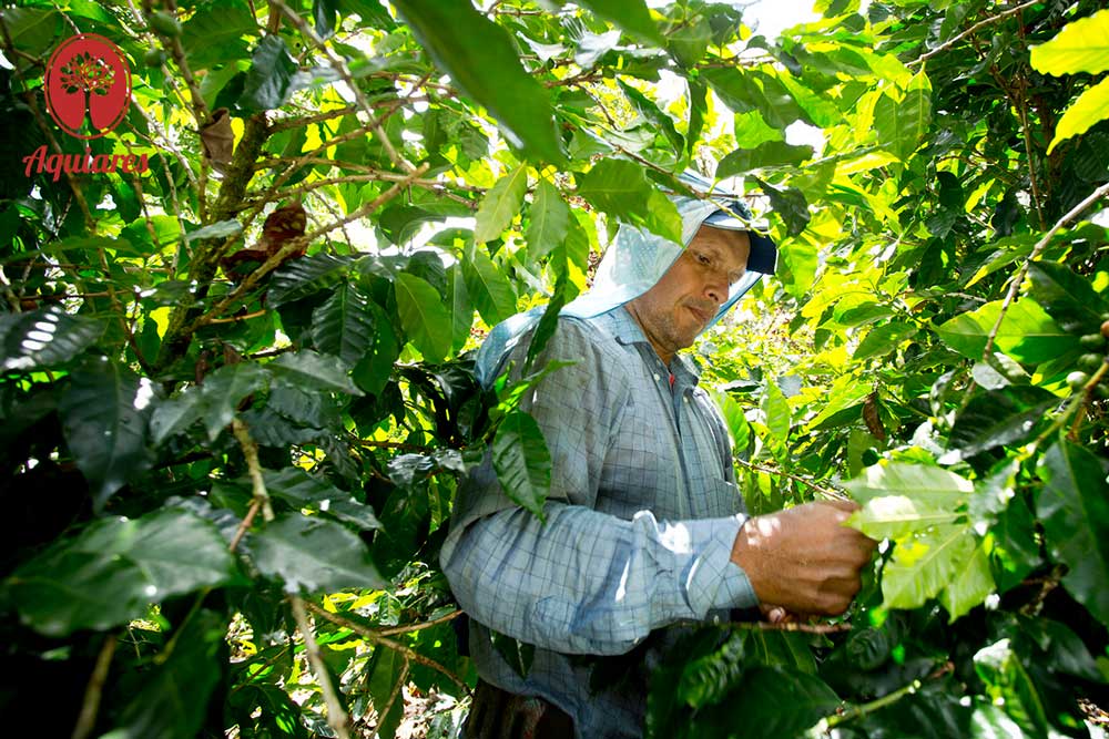 Aquiares, the research institute at the center of Arabica’s paradise.