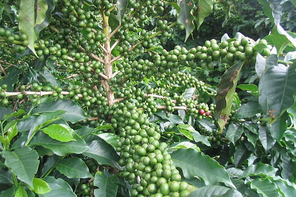 Colombian coffee: a true World Heritage!
