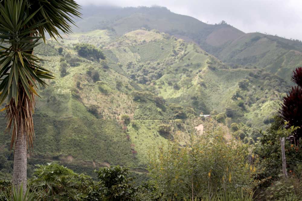 Colombian coffee: a true World Heritage!