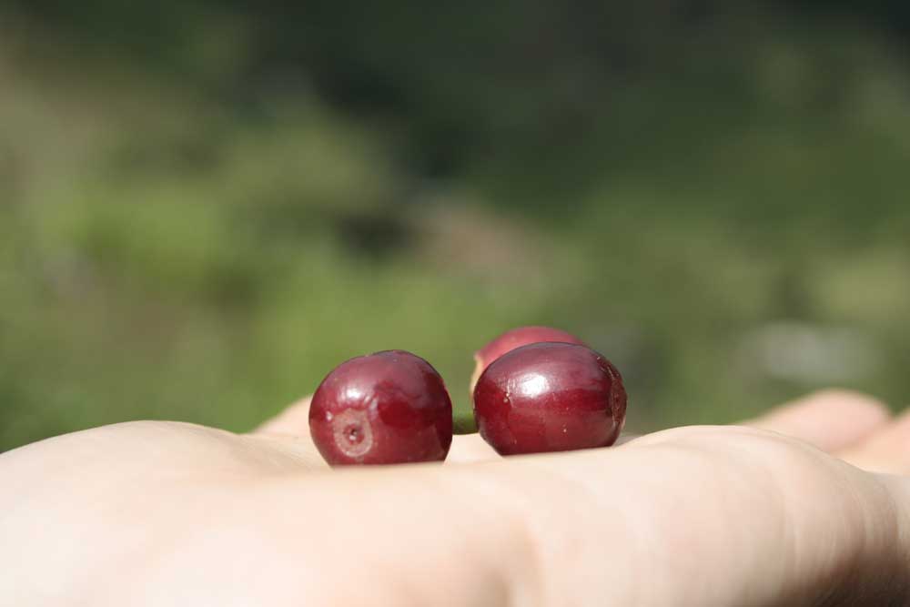 Colombian coffee: a true World Heritage!