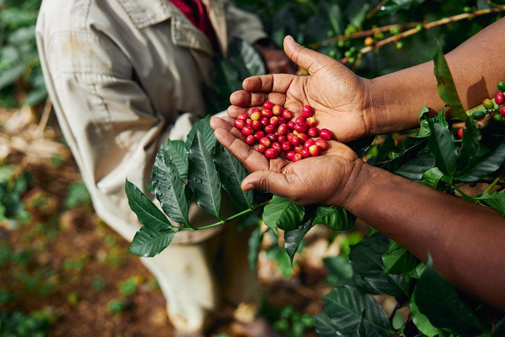 International coffee day 2022